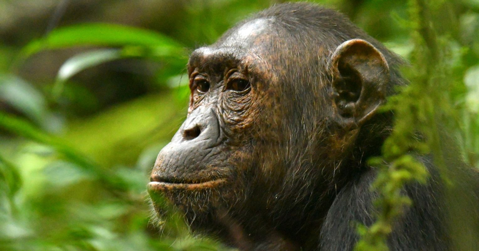 The Mystery of Why Female Chimps Leave Their Groups | Psychology
